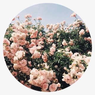 Featured image of post The Best 12 Cute Tumblr Aesthetic Flower Pfp