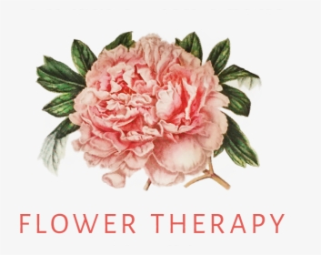 Flower Therapy Florist - Vintage Peony Png, Transparent Png, Free Download