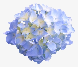 Baby Blue Flower Transparent, HD Png Download, Free Download