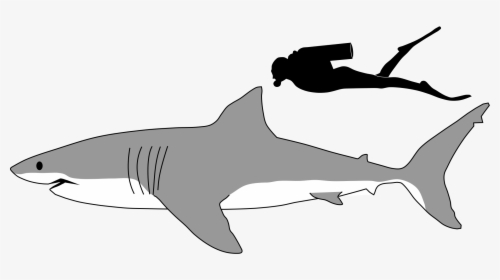 Tiger Shark Outline Kids Coloring - Great White Shark Size To Human, HD Png Download, Free Download