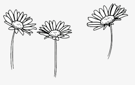Black And White Daisy Png, Transparent Png, Free Download