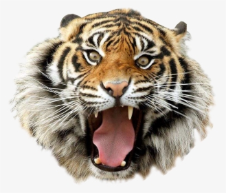 Transparent Tiger Png - Tiger Png Image Hd, Png Download, Free Download