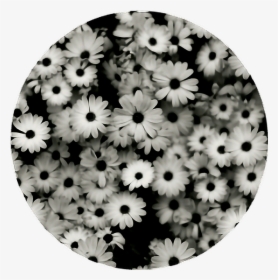Transparent Aesthetic Flowers Png - Ipad Wallpaper Black And White, Png Download, Free Download