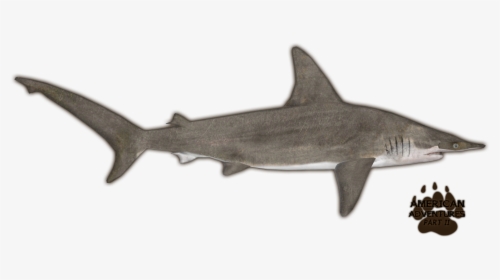 Transparent Hammerhead Shark Clipart Black And White - Zoo Tycoon 2 Scalloped Hammerhead Remake, HD Png Download, Free Download