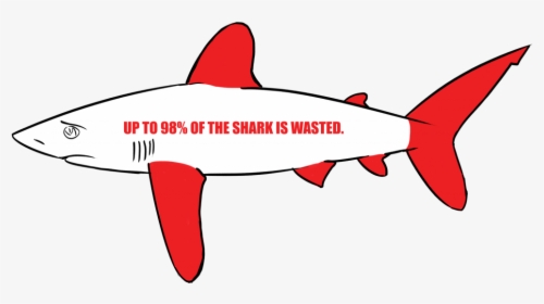 Shark Finning Facts 2018, HD Png Download, Free Download