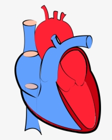 Human Heart, Blood Flow, Oxygenated And Deoxygenated - Transparent Background Human Heart Png, Png Download, Free Download