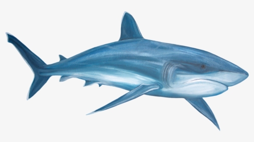 Real Shark Fins - Shark Clip Art, HD Png Download, Free Download