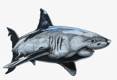 Base Colour - Great White Shark Fin Drawings, HD Png Download, Free Download
