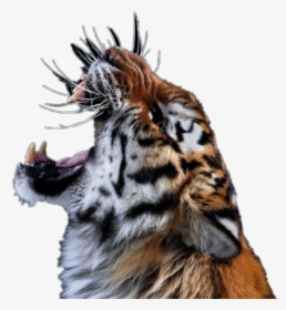 Tiger Roar Animal Cats Bigcats Zoo Jungle - Photography Of Wild Animals, HD Png Download, Free Download