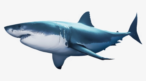 Clip Art Week News Articles At - Great White Shark Perfect, HD Png Download, Free Download
