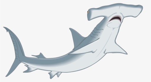Hammerhead Shark Clipart Clip Art - Hammerhead Clipart, HD Png Download, Free Download