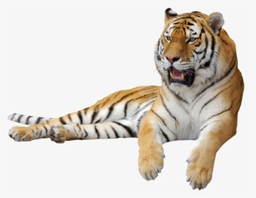 Tiger Png - Transparent Background Tiger Png, Png Download, Free Download