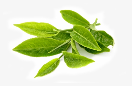 Transparent Green Tea Leaves Png - Green Tea Leaf Png, Png Download, Free Download
