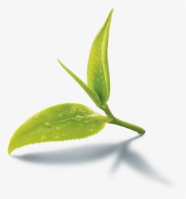 Images Of Black Tea Leaves Png - Green Tea Leaf Png, Transparent Png, Free Download