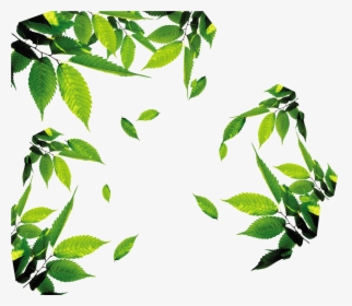 Transparent Tea Leaves Png - Transparent Tea Leaf Png, Png Download, Free Download