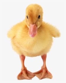 Little Duck Png Image - Duckling Png, Transparent Png, Free Download