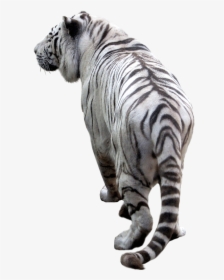 White Tiger Back - Picsart Png Background Tiger, Transparent Png, Free Download