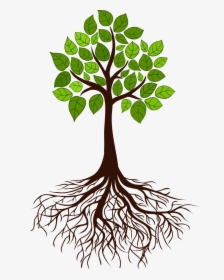 Tree Root Branch - Tree With Roots, HD Png Download, Free Download