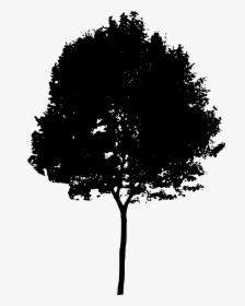 Free Tree Silhouette Download - Transparent Tree Silhouette Png, Png Download, Free Download