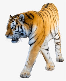 Tiger Walking - Tiger Transparent, HD Png Download, Free Download