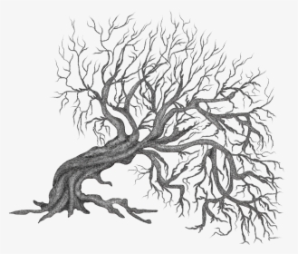 Clipart Trees Root - Tree Transparent Png Background, Png Download, Free Download