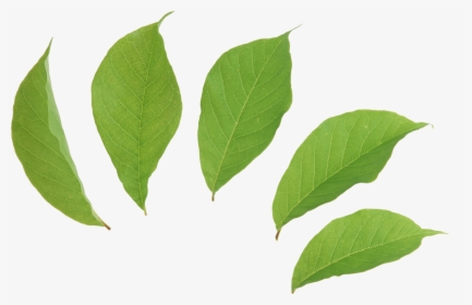 Mint Leaves Png - Falling Green Leaf Png, Transparent Png, Free Download