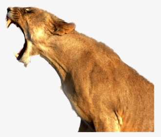 #animal #wildlife #wild #africa #lion #tiger #roar - Transparent Lioness Roaring, HD Png Download, Free Download