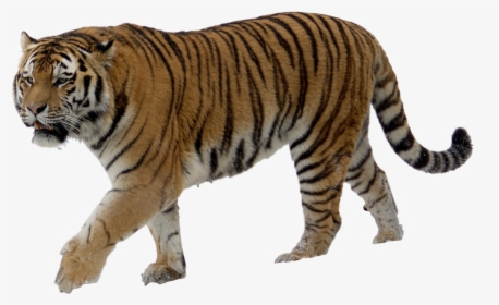 Tiger Png - Tiger Image Without Background, Transparent Png, Free Download