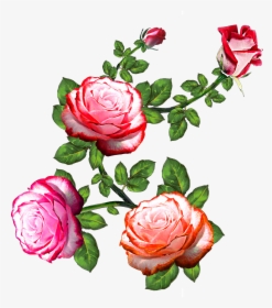 Vector,flower,vector Art,flower Vector,vector Flower - Design Rose Flower, HD Png Download, Free Download