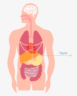 Donde Se Encuentra El Higado - Harmful Effects Of Air Pollution On Human Body, HD Png Download, Free Download