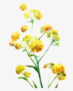Bright Yellow Hand Drawn Chrysanthemum Decorative Element - Portable Network Graphics, HD Png Download, Free Download
