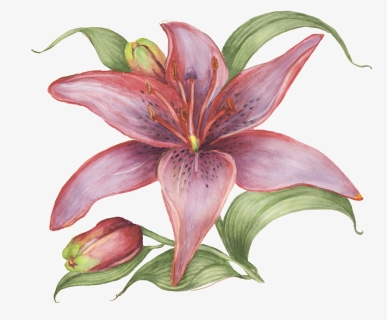 Hand Drawn Flowers, Watercolor Flowers, Transparent - Tiger Lily, HD Png Download, Free Download