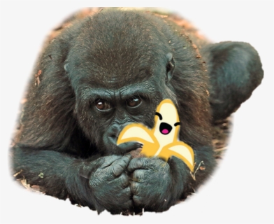@desafio @picarts @macaco - New World Monkey, HD Png Download, Free Download