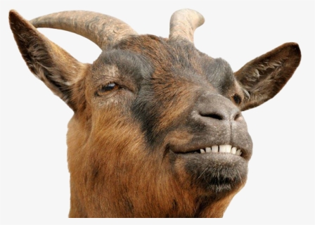 Goat Png Transparent - Goat Stock, Png Download, Free Download