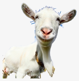 #goat# Funny - Weird Wedding Gifts, HD Png Download, Free Download