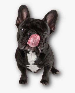 Golocan Snacks Para Perros Y Gatos , Png Download - French Bulldog, Transparent Png, Free Download