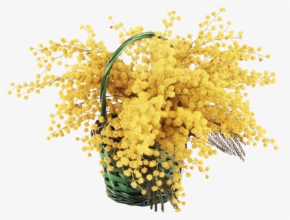 Mimosa Cornice Png , Png Download - Mimosa Png, Transparent Png, Free Download