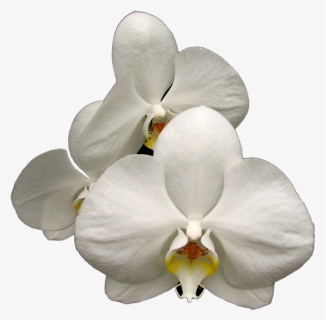 Orchid Transparent White - Moth Orchid, HD Png Download, Free Download