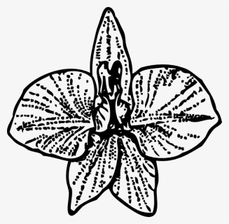Transparent Spaghetti Clipart Black And White - Larkspur Flower Tattoo, HD Png Download, Free Download