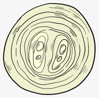 Slice Of Onion Clipart - Circle, HD Png Download, Free Download