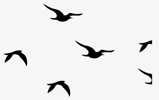 Flying Bird Png High Quality Image - Flying Bird Png Picsart, Transparent Png, Free Download
