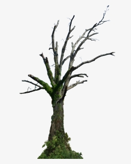 Dead Tree Png Hd , Png Download - Dead Tree Png Hd, Transparent Png, Free Download