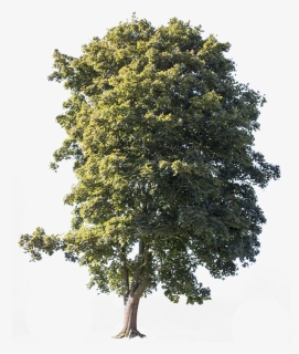 Tree Cut Out Hd, HD Png Download, Free Download