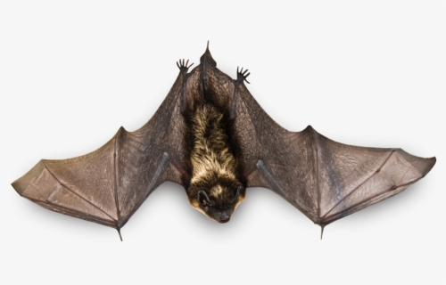 Flying Bat Png Image - Bat With Open Wings, Transparent Png, Free Download