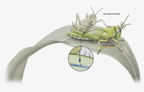 Locust National Geographic, HD Png Download, Free Download