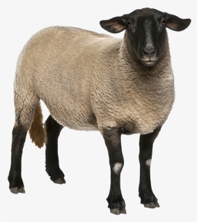 Sheep - Emotional Animal Drawings, HD Png Download, Free Download