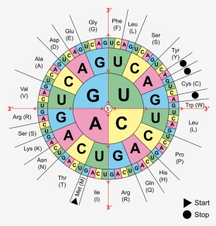 Amino Acids Table Via Wikimedia Commons - Translation Codon, HD Png Download, Free Download