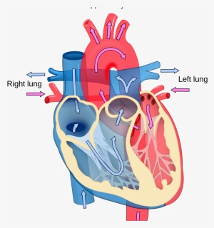 Blood Flow Unlabeled Heart Diagram Clipart , Png Download - Diagram Of Heart A Level, Transparent Png, Free Download