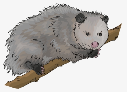 Virginia Opossum Clipart - Virginia Opossum, HD Png Download, Free Download