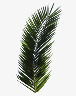Download Palm Tree Leaf Png Images Free Transparent Palm Tree Leaf Download Kindpng